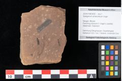 Foto (Objekt + Etikett) von Sparganium acheronticum Unger (NHMW-GEO-2024-0188-0439)